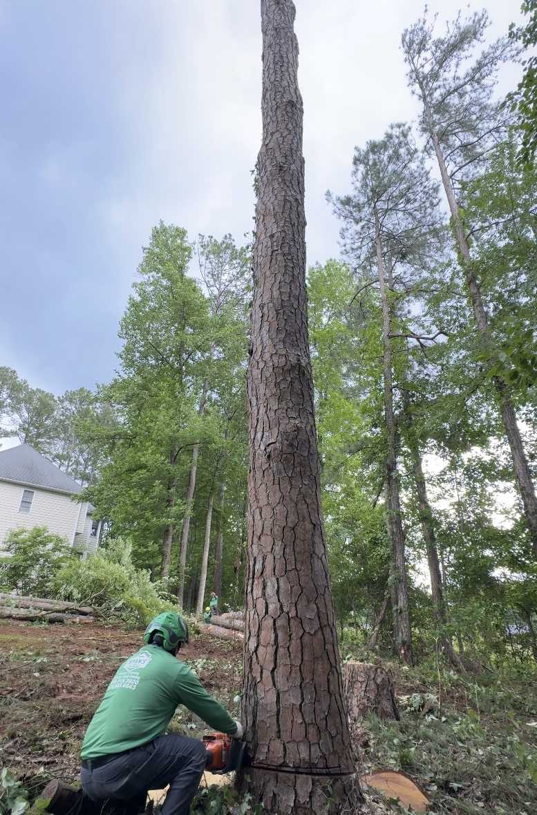 Professional tree removal service in Blaine, Minnesota