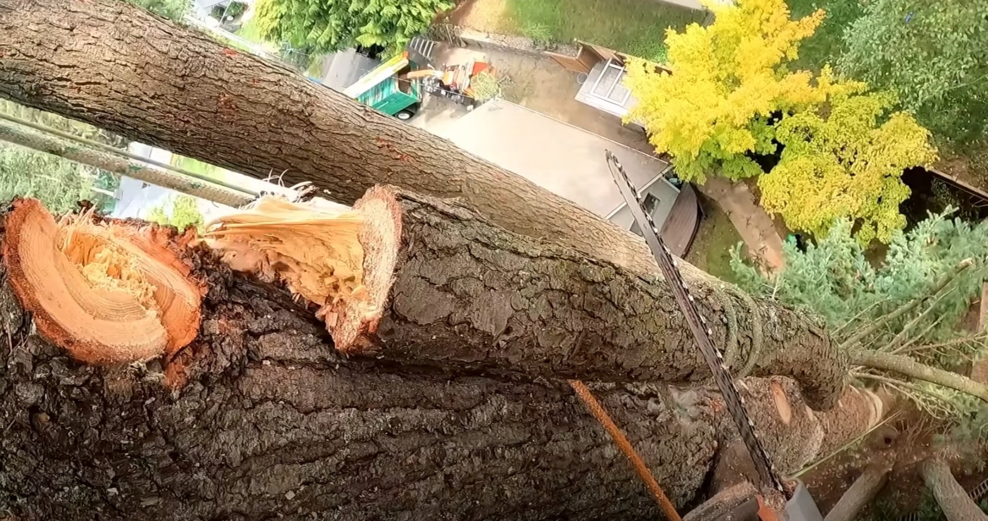 Professional tree service crew working on large tree removal in Blaine