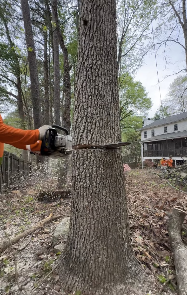 Large tree removal in residential neighborhood using specialized cutting techniques