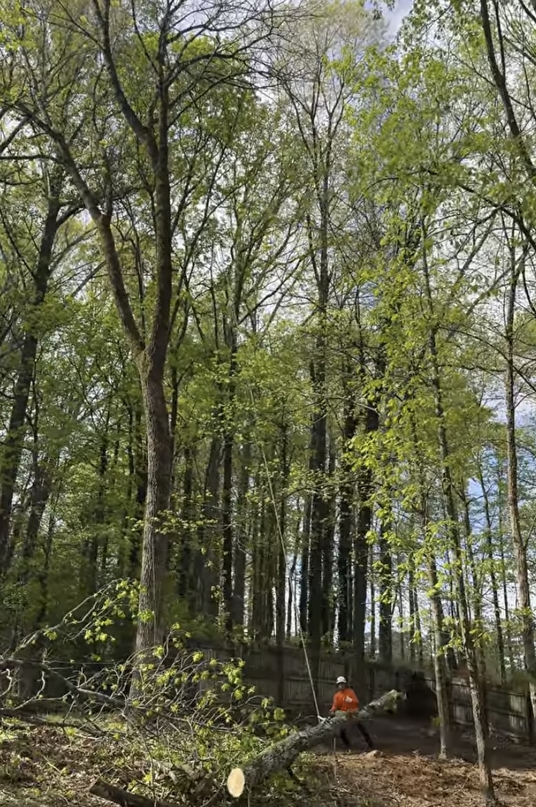 Tree service professional working in dense forest area with safety equipment