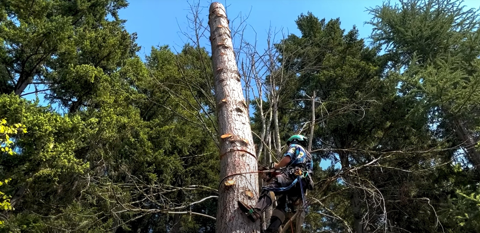 Certified arborist climbing tree for professional pruning and maintenance