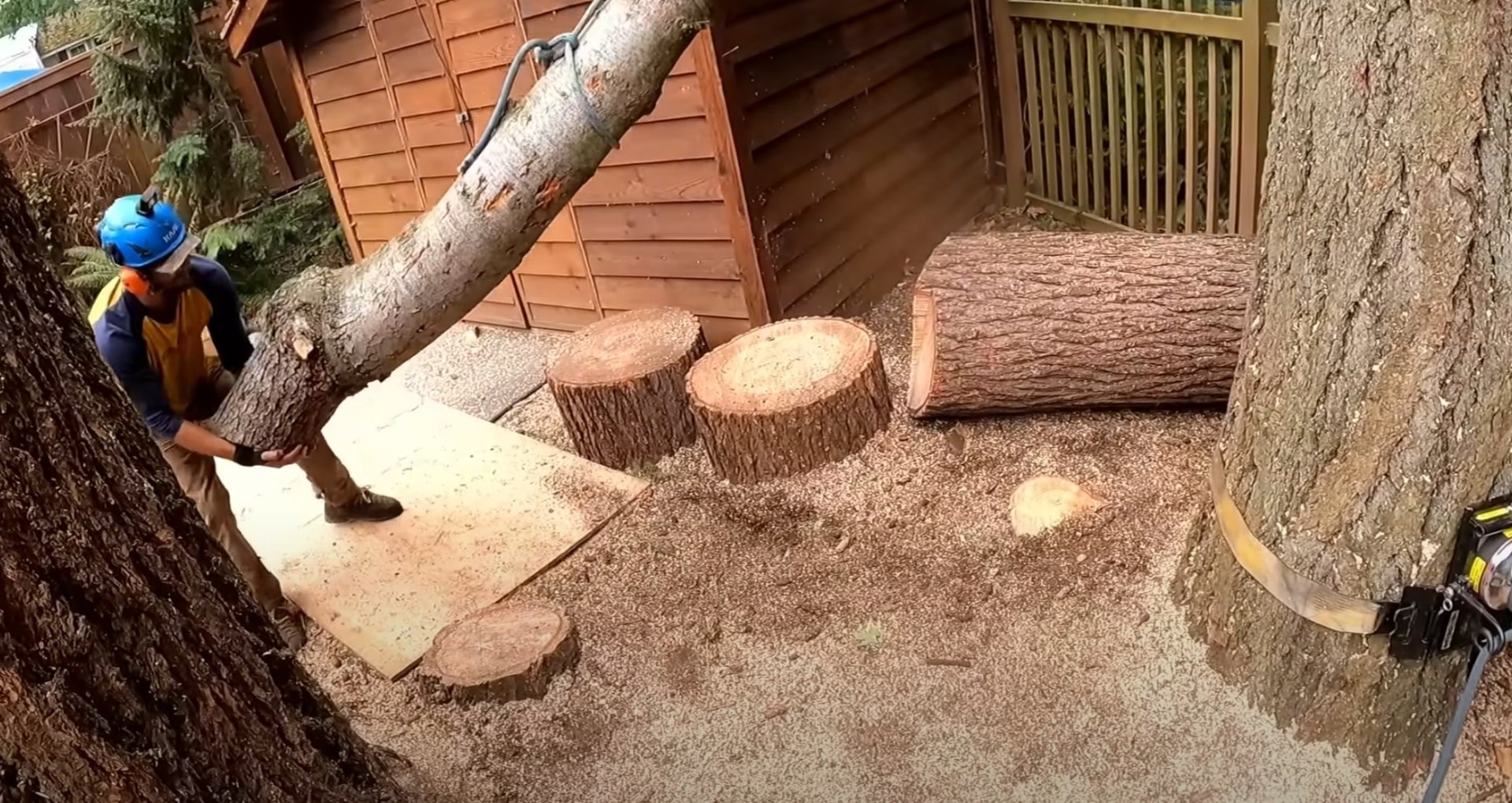 Professional tree sectioning and cutting in residential backyard