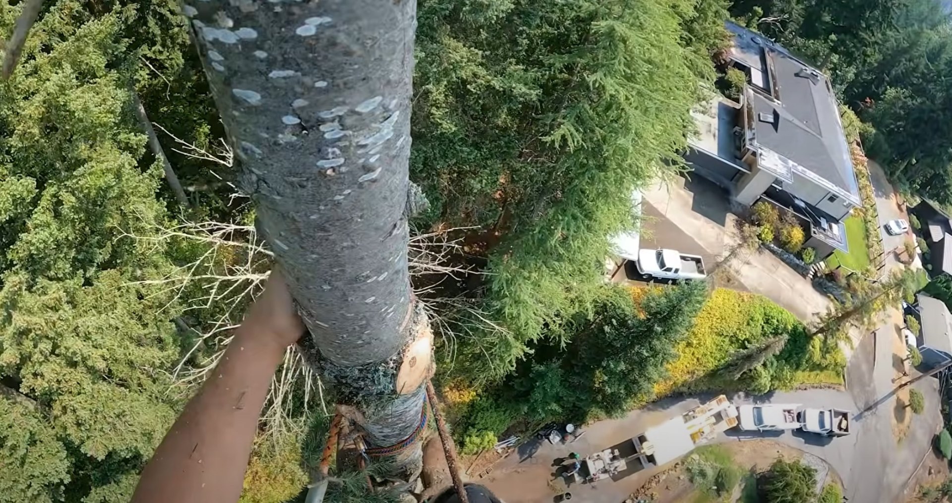 Aerial view of professional tree removal with specialized equipment